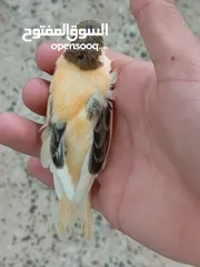  22 اقرى الوصف