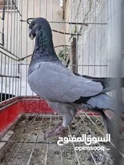  11 جواز نخب بالصلاة على النبي