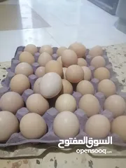  1 دحي براهمه سبرايت