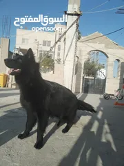  5 ذكر جيرمن رويال بلاك شولاين