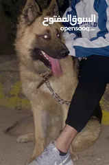  1 كلب جيرمان بيور العمر سنة و شهرين ذكر شرس