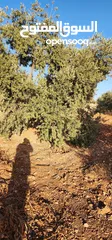  21 جرش جبا  مقابل ثغرة عصفور