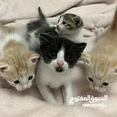  2 قطط صغيرة للبيع 