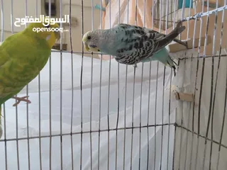  11 عصافير الحب بألوان جميلة ورائعة بسعر 5دنانير بأصوات جميلة وعذبة