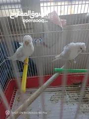  2 حب لاسونغ /روز البيع كوم