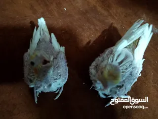  26 مجموعة طيور جواز كلها شغاله أن شاء الله