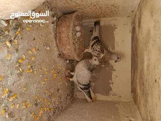  5 طيور حمام للبيع
