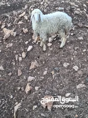  2 عبورين بصلات عل النبي عمرهن أربع أشهر ونص مضحيات