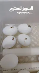  8 فقاسات بيض لجميع انواع الطيور والدواجن