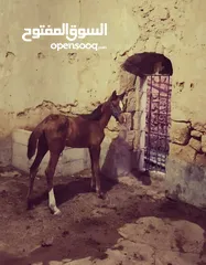  1 خيل عربيه للبيع