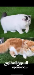  3 ذكر للتزاوج