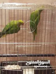  2 زوج درة ببغاء مع القفص