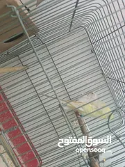  12 جوز هوغو رومو للبيع صحه ونظافه لجوز عين حمرا لذكر لون بسكوتي والانثى لون ابيض مع فرخ عمر شهر تقريبا