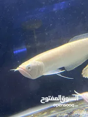 4 سمك زينه مفترس
