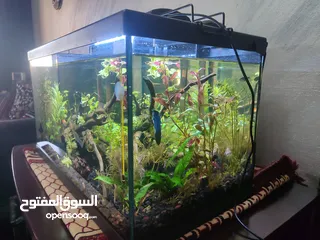  12 حوض نباتات اجنبي كريستال اكوائيل تحفه فنيه