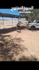  2 حصان البيع العمر 6  وسط خيل طابع
