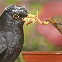  15 يرقات دود القبابي حي ميلوورم mealworm غذاء ممتاز بروتين حيواني لا يسبب التشحيم للطيور والاسمام