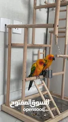  4 Two sun conures with everything