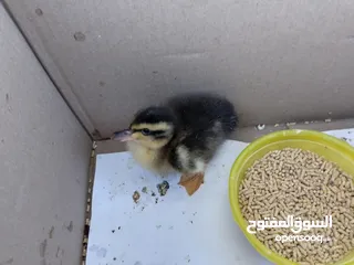  2 بطة صغيره مدجنه للبيع مثاليه للتربية و الهواية صحتها ممتازه و نظامها الغذائي الصحي و متوازن متو