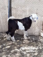  2 تيس للبيع ..