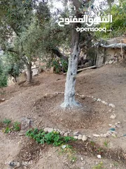  6 للبيع منزل مكون من طابقين بالإضافة إلى حديقة نصف دونم مشجر