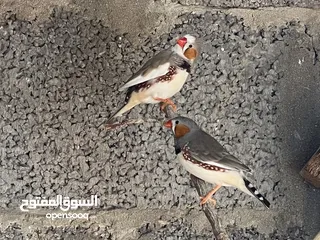  3 زيبرا لبيع بسعر كزيوني