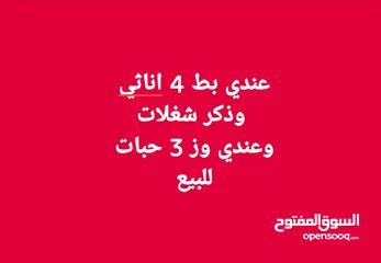  5 موجود عندي فري سوبر  العمر 45 يوم  بياض    الكميه الموجودة 150 حبه