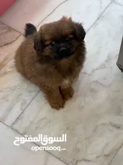  2 Peganese dog for sale
