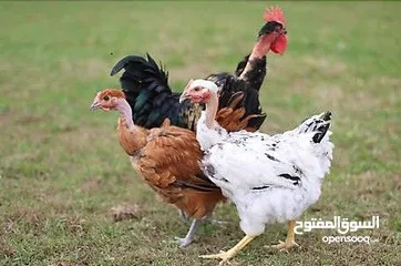  4 ابحث عن دجاج حبحب عماني  وكذلك دجاج بو عنيق