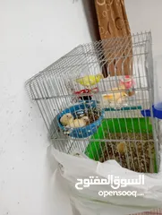  7 عصافير كناري للبيع كامل الطيور مع القفاص