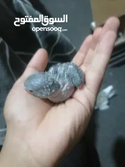  3 فراخ روز لزق اليدوي