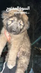  3 كلب قوقازي  صغير