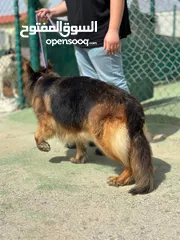  4 German shepherd