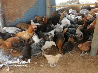 3 دجاج عربي وفيومي وزهري للبيع العمر 3اشهور واشوي أحضان طبيعي للبيع المكان القربولي للاستفسار