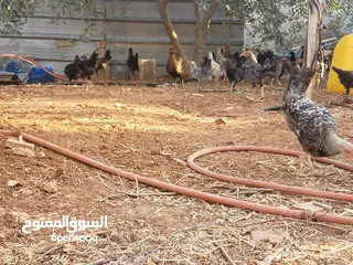  5 فرخات دجاج بلدي للبيع