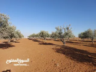  6 مادبا ماعين ارض زراعية مميزة عليها مزرعة زيتون جاهزة واصل جميع الخدمات مساحتها 4500 م