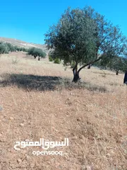  5 ارض للبيع في المفرق عين والمعمريه