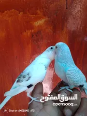  1 متاح جوزين  حب  كلهم اليفات كلهم جواز شغالة جواز نخب اول حبة كوكتيل للبيع اقرء الوصف