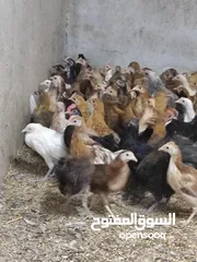  5 دجاج عماني ما شا الله احجام طيبه ب ريال فقط عمر ثلاثة اشهر