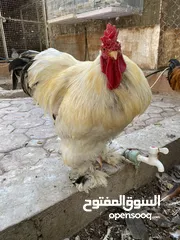  2 دياك ابراهما العملاق