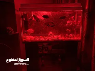  21 حوض سمك اوسكر كامل اغراضو للبيع