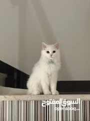  1 Turkish breed all white Cat