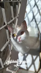  1 مطلوب قط للتزاوج