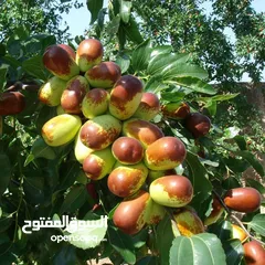  4 اشجار مثمره