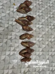  11 حلزون افريقي احجام ضخمة للبيع بأسعار مناسبة متبقي عشر حلزونات فقط