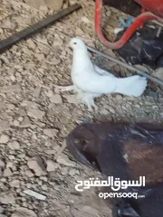  4 طيره هزاز بندوق فرنسي