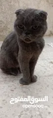  9 اسكتش فولد