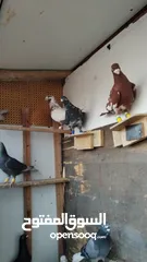  2 طيور حمام كشها بيدك سبب البيع بدي اسافر عل سوريا الحبه بليرتين ونص يلي
