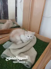  2 قطة انثى و ابنتها شينشيلا