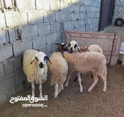  3 بسم الله  4 فطايم بركوسات للبيع